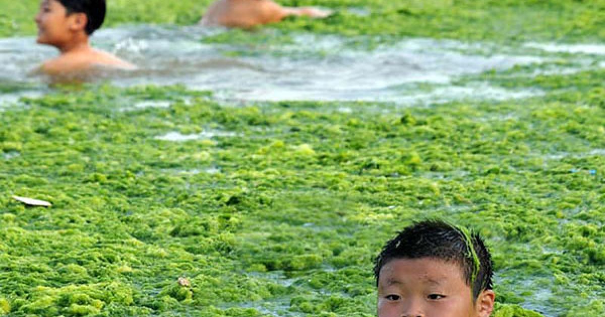 Пляжі китайської провінції на березі Жовтого моря потерпають від нашестя зелених водоростей. / © AFP