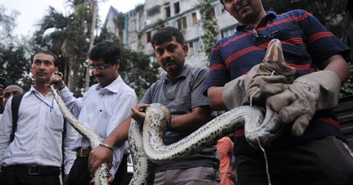 Індія, Сілігурі. Чоловіки тримають 45-кілограмового пітона (Python molurus) після того, як його врятували. Пітона випустять в заповіднику дикої природи Mahanada. / © AFP