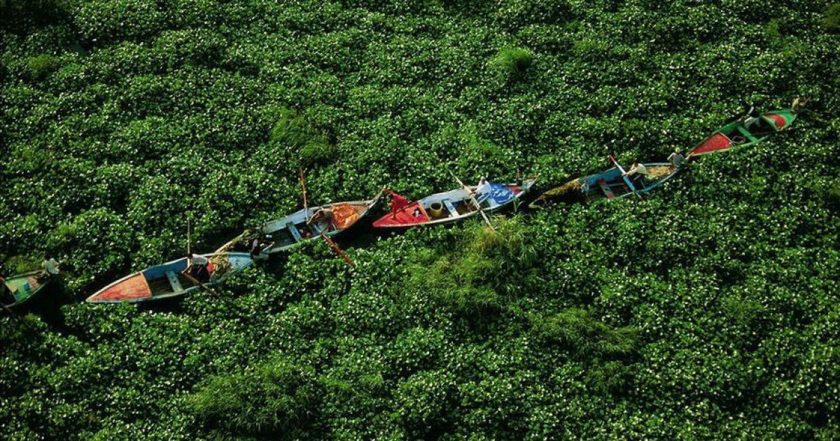 Зарості гіацинта на річці Нил. / © Yann Arthus-Bertrand
