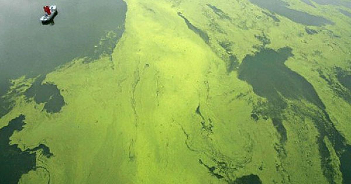 Китай, Ухань. Водорості закрили поверхню притока річки Янцзи в Ухані після сильних дощів, які спричинили повені в провінції Хубей. Мільйони людей були змушені евакуюватись з постраждалих від повені районів центрального та південного Китаю. / © AFP
