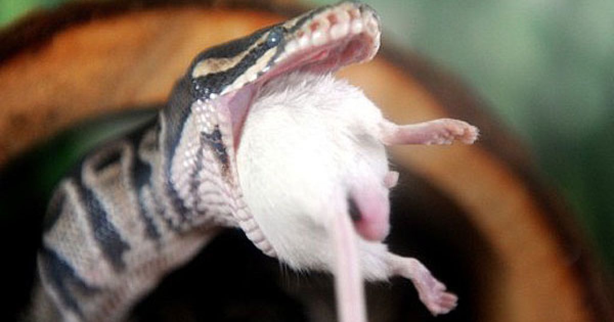 США, Лос-Анджелес. Королівський пітон (Python Regius) їсть мишу в своєму вольєрі у зоопарку Лос-Анджелеса, штат Каліфорнія. / © AFP