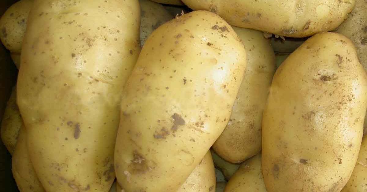 Українці встановили абсолютний рекорд з вирощування картоплі
