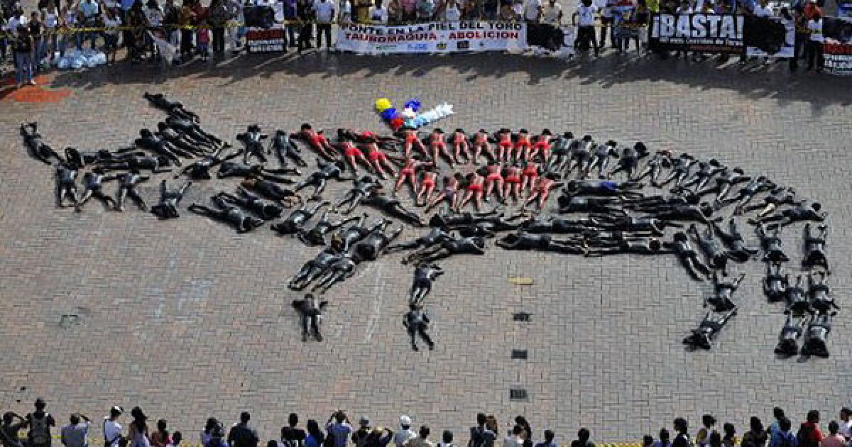 Колумбія, Калі. Активісти виклали з власних пофарбованих тіл гігантського бика на знак протесту проти проведення кориди в Калі. / © AFP