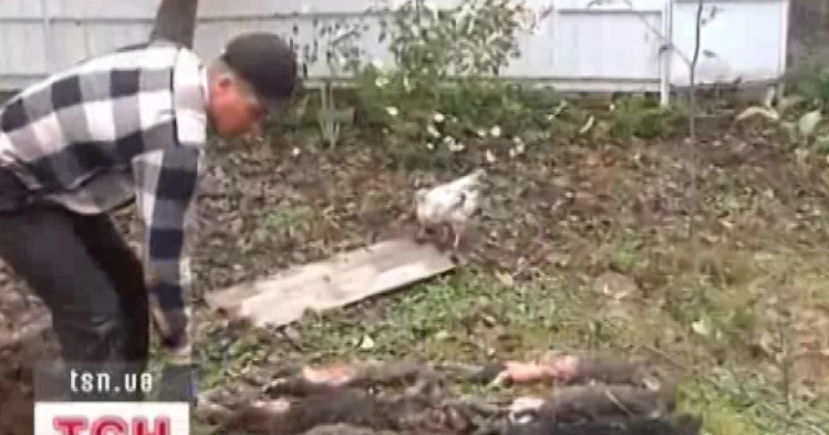На Вінничині шукають чупакабру, яка вночі поїла кролів