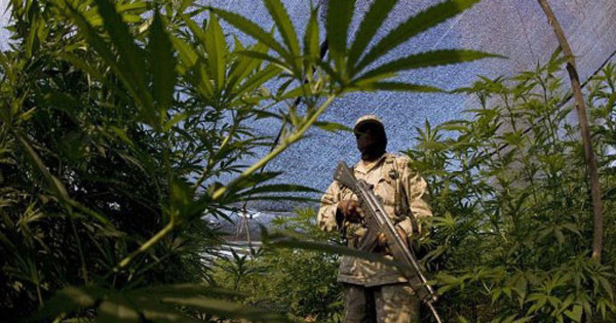 Мексиканська армія виявила поблизу кордону зі США найбільшу плантацію марихуани в історії країни, площею 120 га. / © AFP