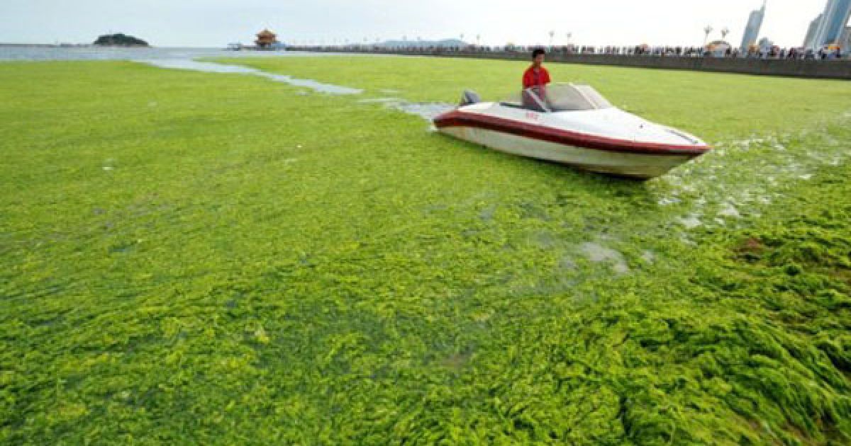 Пляжі китайської провінції на березі Жовтого моря потерпають від нашестя зелених водоростей. / © AFP