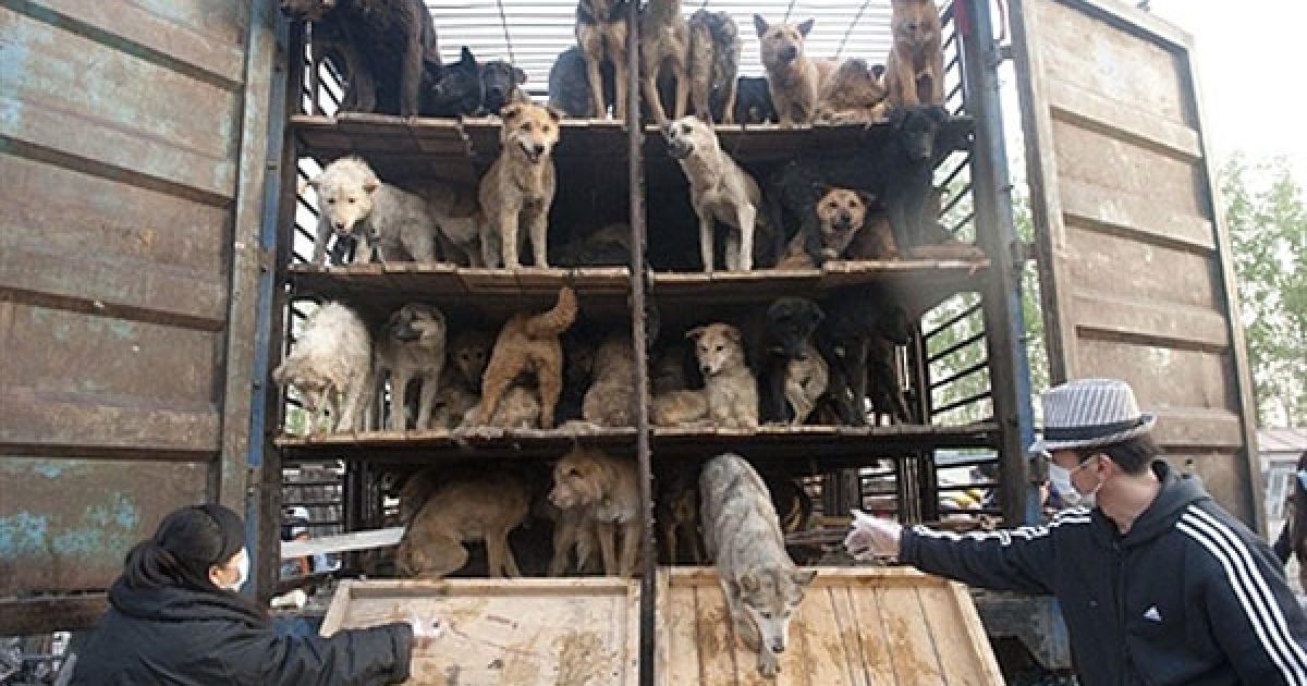 Китай, Пекін. Китайські захисники тварин випускають врятованих собак з вантажівки. Активісти Асоціації з захисту прав тварин затримали колону вантажівок з 500 собаками, яких готували "на м&#039;ясо" і звільнили тварин. / © AFP