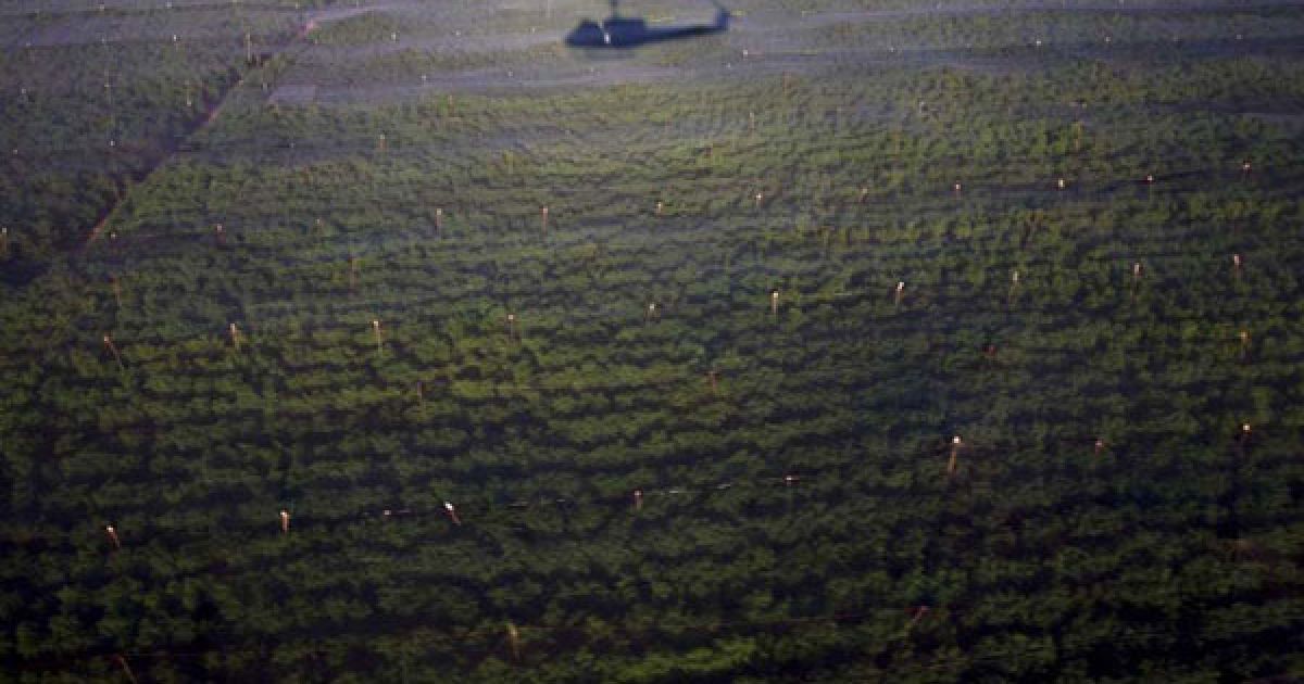 Мексиканська армія виявила поблизу кордону зі США найбільшу плантацію марихуани в історії країни, площею 120 га. / © bigpicture.ru