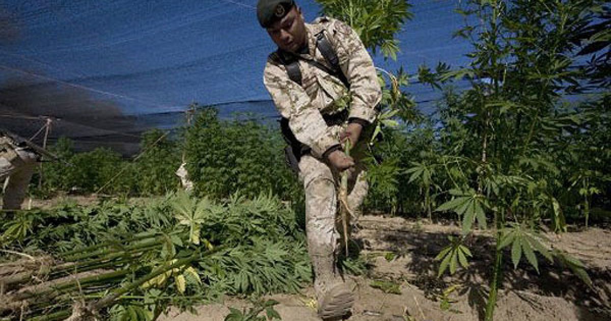 Мексиканська армія виявила поблизу кордону зі США найбільшу плантацію марихуани в історії країни, площею 120 га. / © AFP