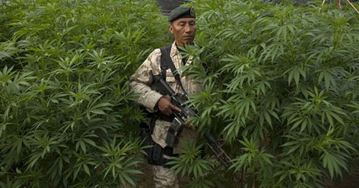 Мексиканська армія виявила поблизу кордону зі США найбільшу плантацію марихуани в історії країни, площею 120 га. / © AFP