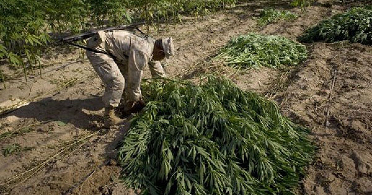 Мексиканська армія виявила поблизу кордону зі США найбільшу плантацію марихуани в історії країни, площею 120 га. / © AFP