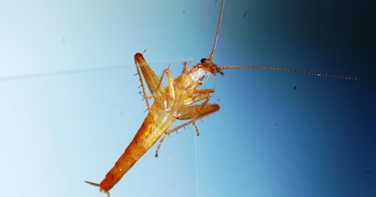 Стрибаючий тарган Saltoblattella montistabularis