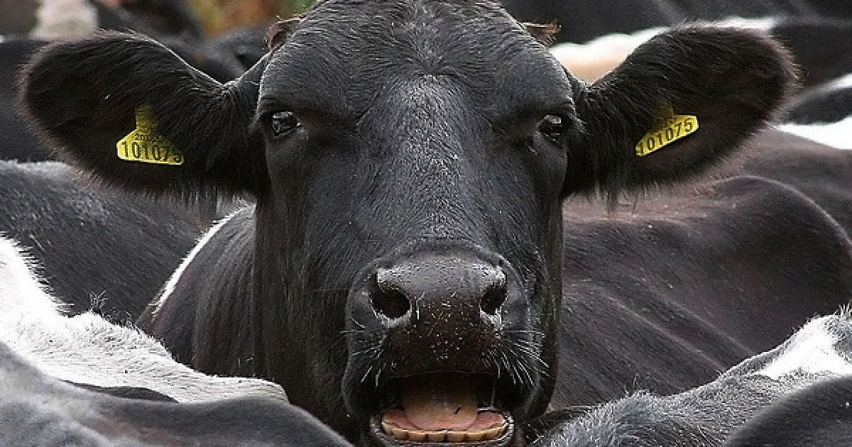 Бики вбили 64-річного пастуха.