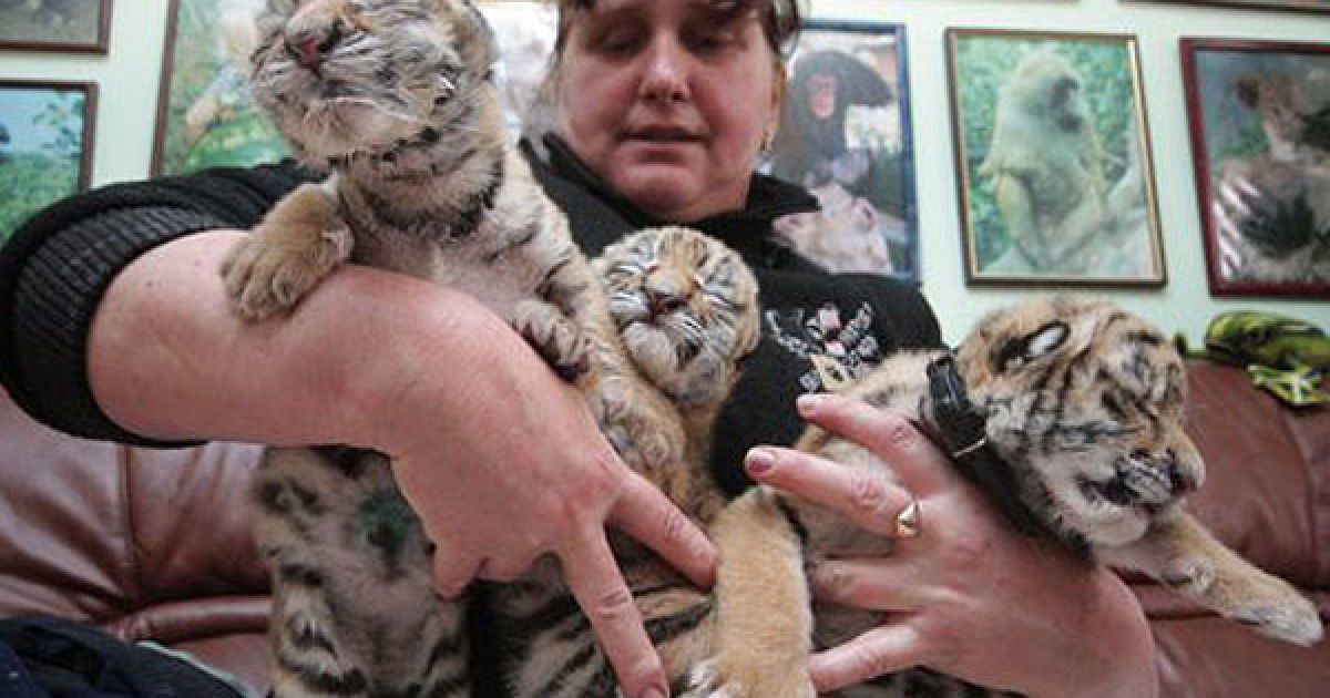 В ялтинському приватному зоопарку "Казка" народилась трійня уссурійських тигренят. / © УНІАН