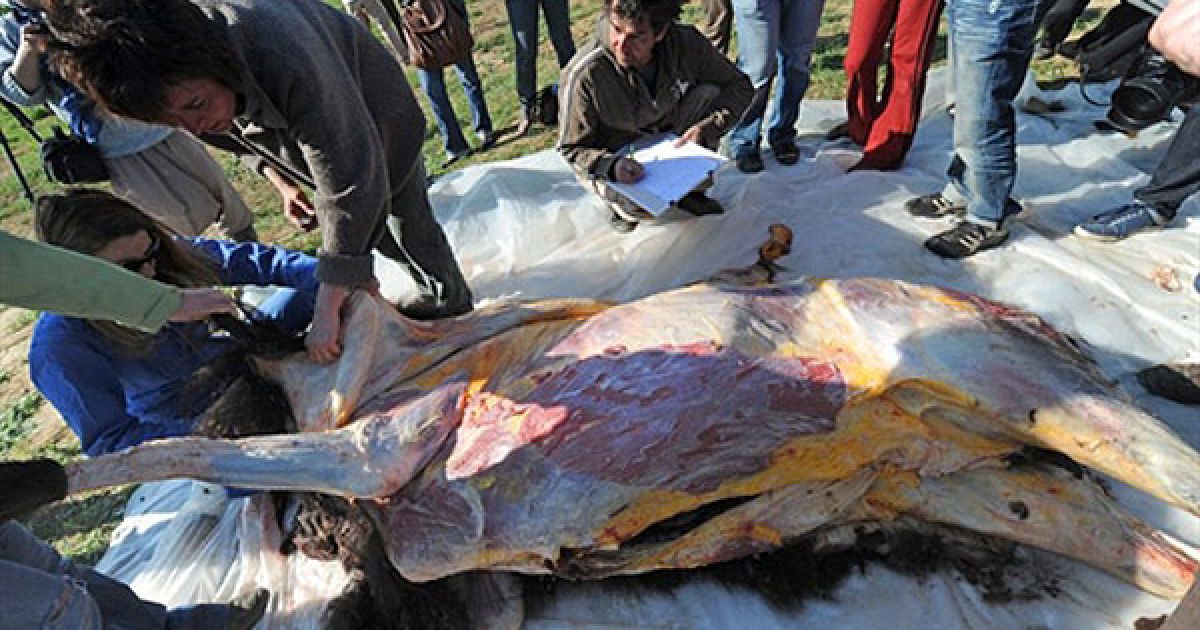 Франція, Вільмюр-сюр-Тарн. Фахівці та дослідники з Національного інституту превентивних археологічних досліджень розчленовують буйвола камінням, щоб краще зрозуміти, яким чином це робили неандертальці 50 тисяч років тому. / © AFP