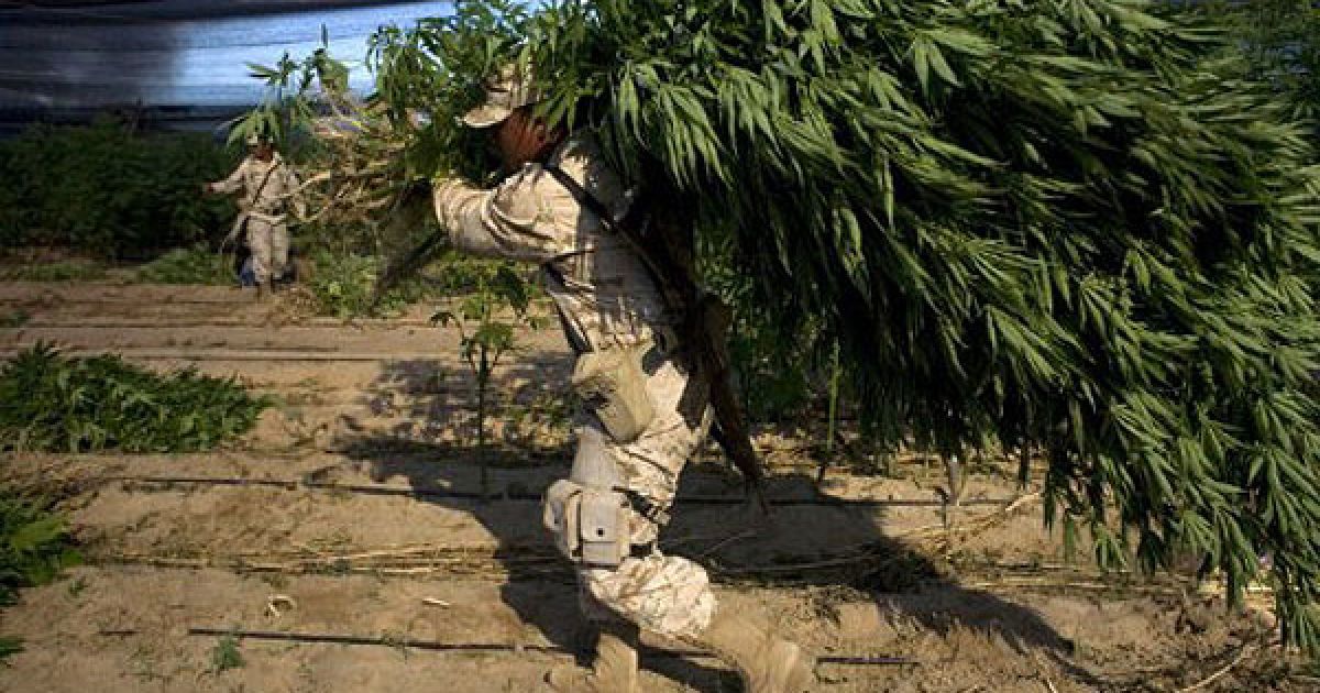 Мексиканська армія виявила поблизу кордону зі США найбільшу плантацію марихуани в історії країни, площею 120 га. / © AFP