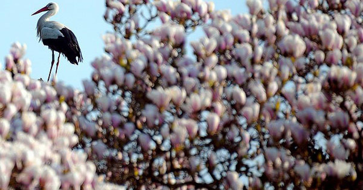 Франція, Страсбург. Лелека стоїть у гнізді поруч з квітучими деревами магнолії у Страсбурзі.