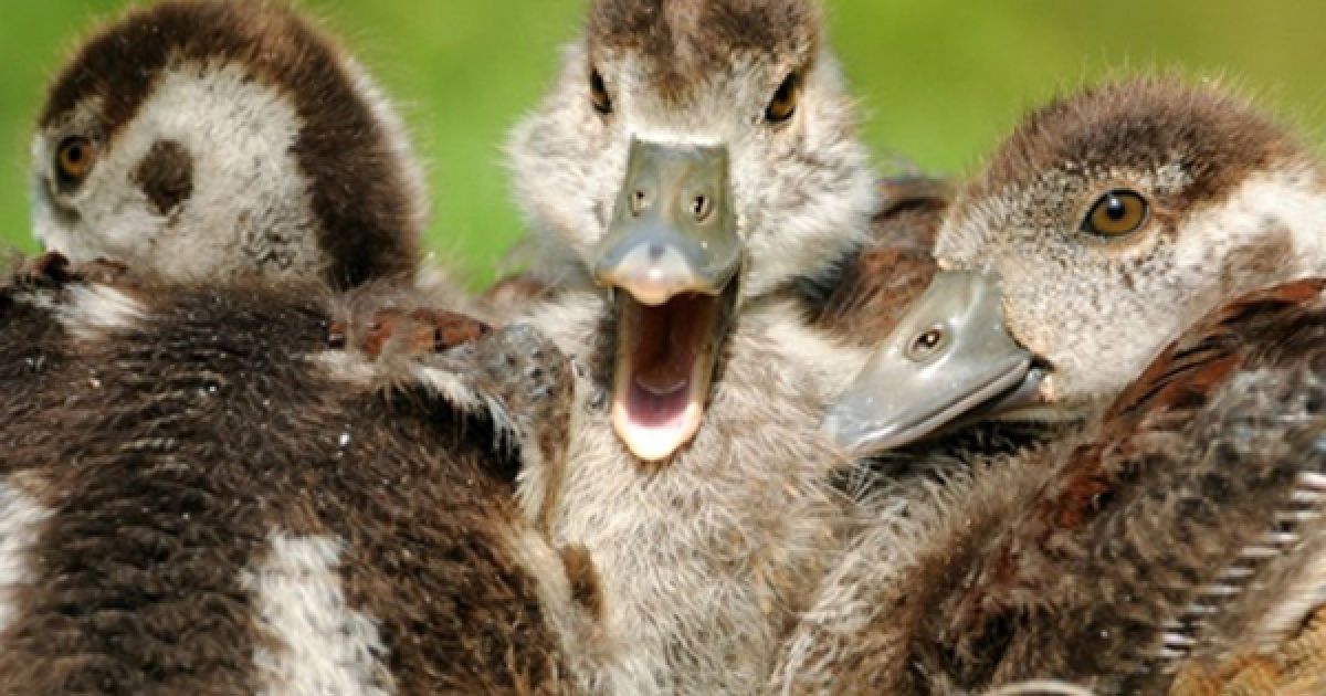 Німеччина, Мангейм. Єгипетські гуси відпочивають на галявині у Мангеймі. Щороку гуси подорожують до Центральної Європи з Північної Африки. / © AFP