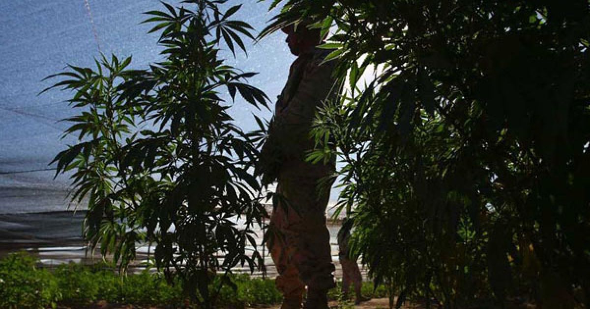 Мексиканська армія виявила поблизу кордону зі США найбільшу плантацію марихуани в історії країни, площею 120 га. / © bigpicture.ru