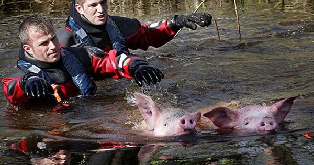 Нідерланди, Геллендоорн. Бельгійські пожежні водолази наздоганяють у річці свиней, які втекли з міста Геллендоорн. / © AFP