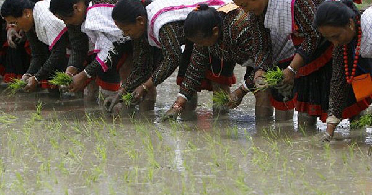 Непал, Бхактапур. Непальські селяни садять рису на полі в Бхактапурі на околиці Катманду. Фермери відзначили Національний День Педді, коли за непальським календарем щороку починається сезон посадки рису. / © AFP