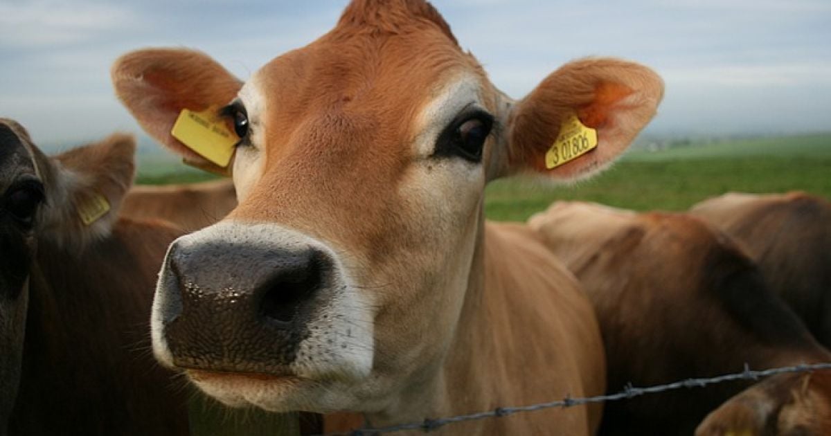 Виробництво з переробки коров&#039;ячих шкур примусило хворіти ціле село