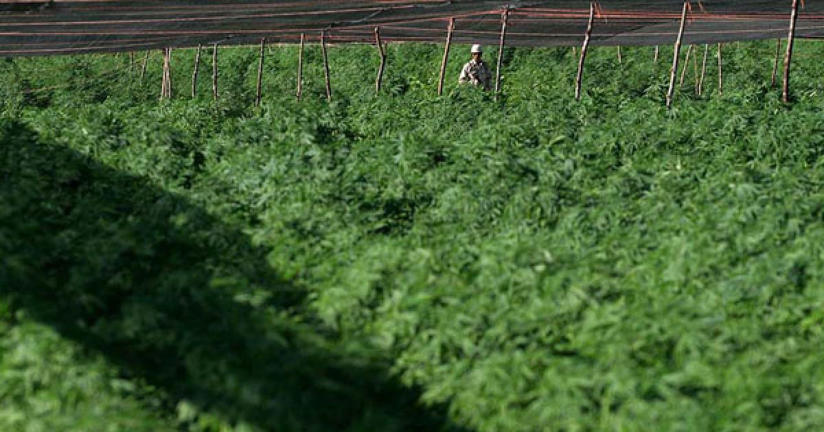 Мексиканська армія виявила поблизу кордону зі США найбільшу плантацію марихуани в історії країни, площею 120 га. / © bigpicture.ru