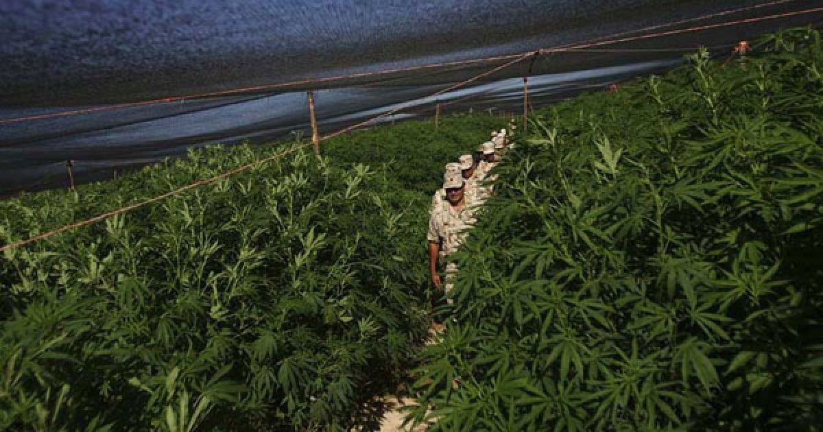 Мексиканська армія виявила поблизу кордону зі США найбільшу плантацію марихуани в історії країни, площею 120 га. / © bigpicture.ru