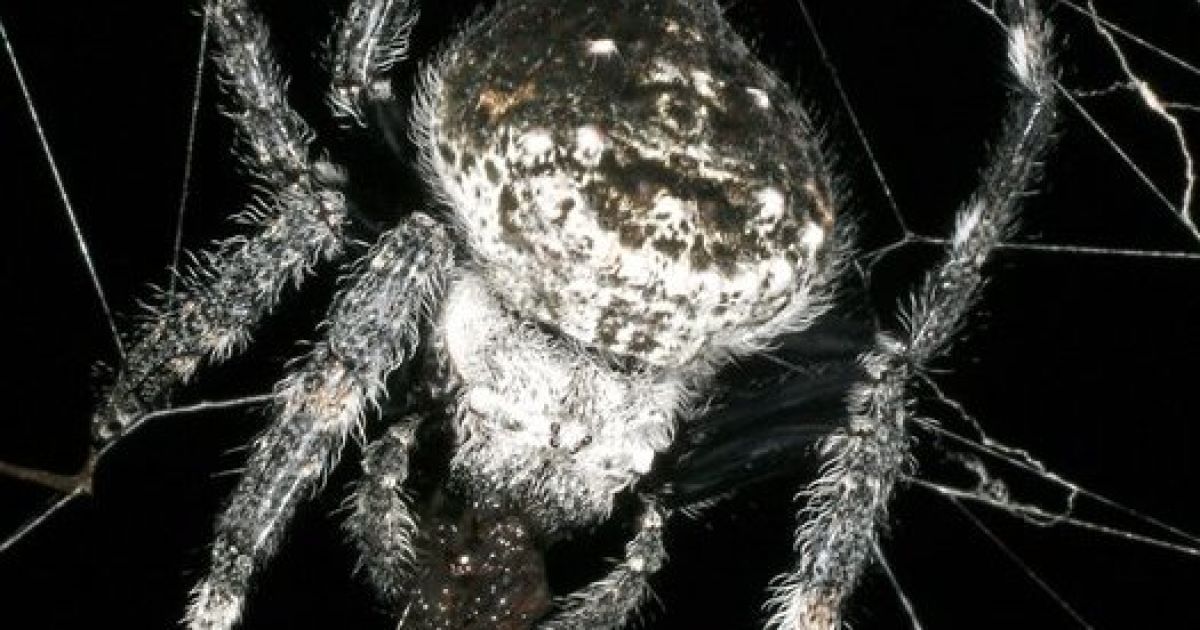 Павук Caerostris darwini