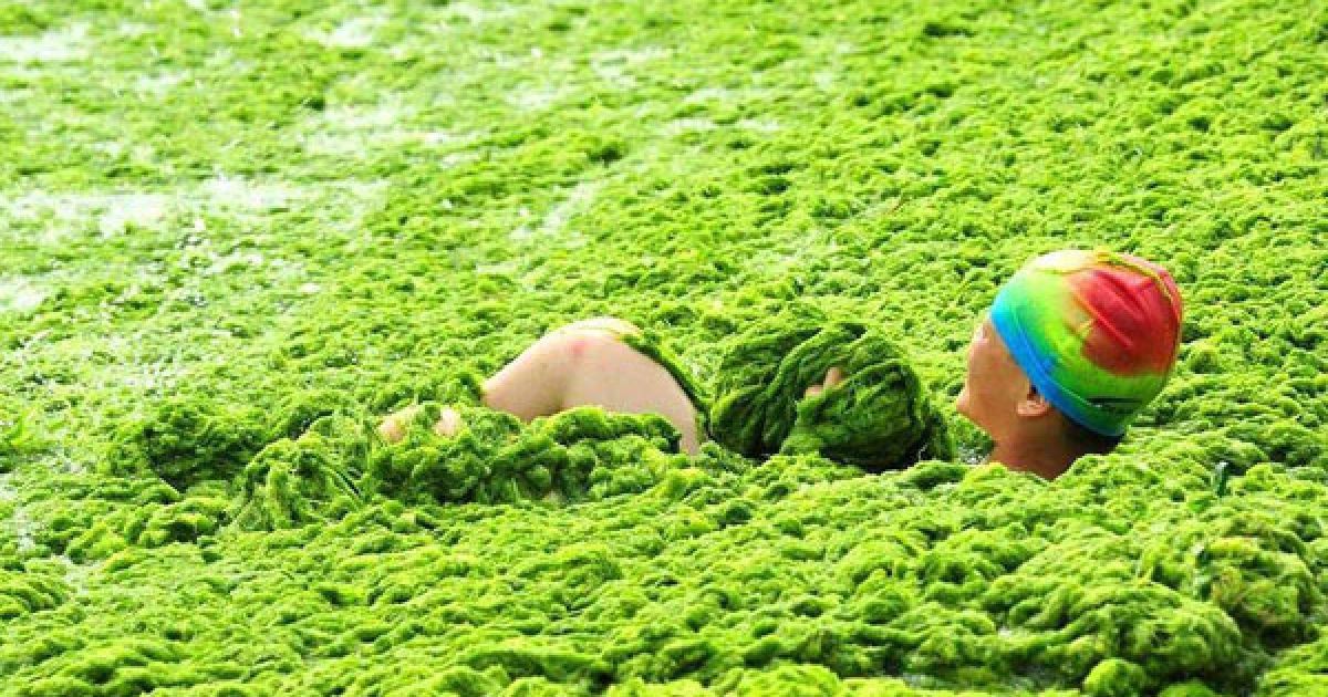 Пляжі китайської провінції на березі Жовтого моря потерпають від нашестя зелених водоростей. / © bigpicture.ru