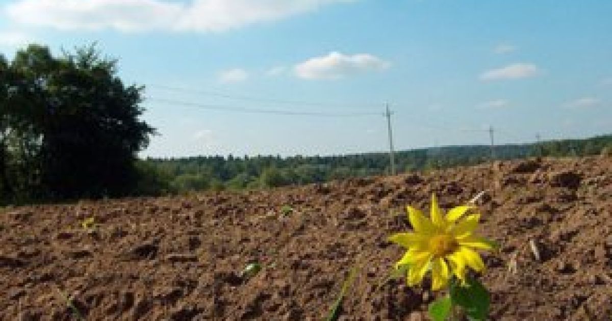 Українські земельні бізнесмени жадібніші за фашистів