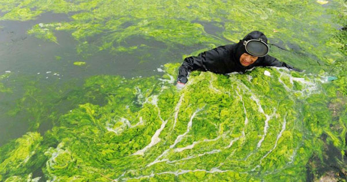 Пляжі китайської провінції на березі Жовтого моря потерпають від нашестя зелених водоростей. / © bigpicture.ru