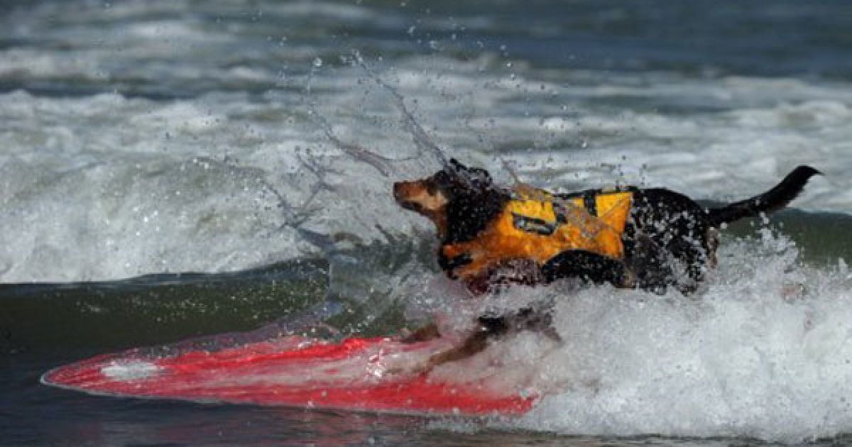 У Сан-Дієго (США) на пляжі Імперіал-Біч пройшов 6-ий щорічний собачий Чемпіонат з водного серфінгу. / © AFP