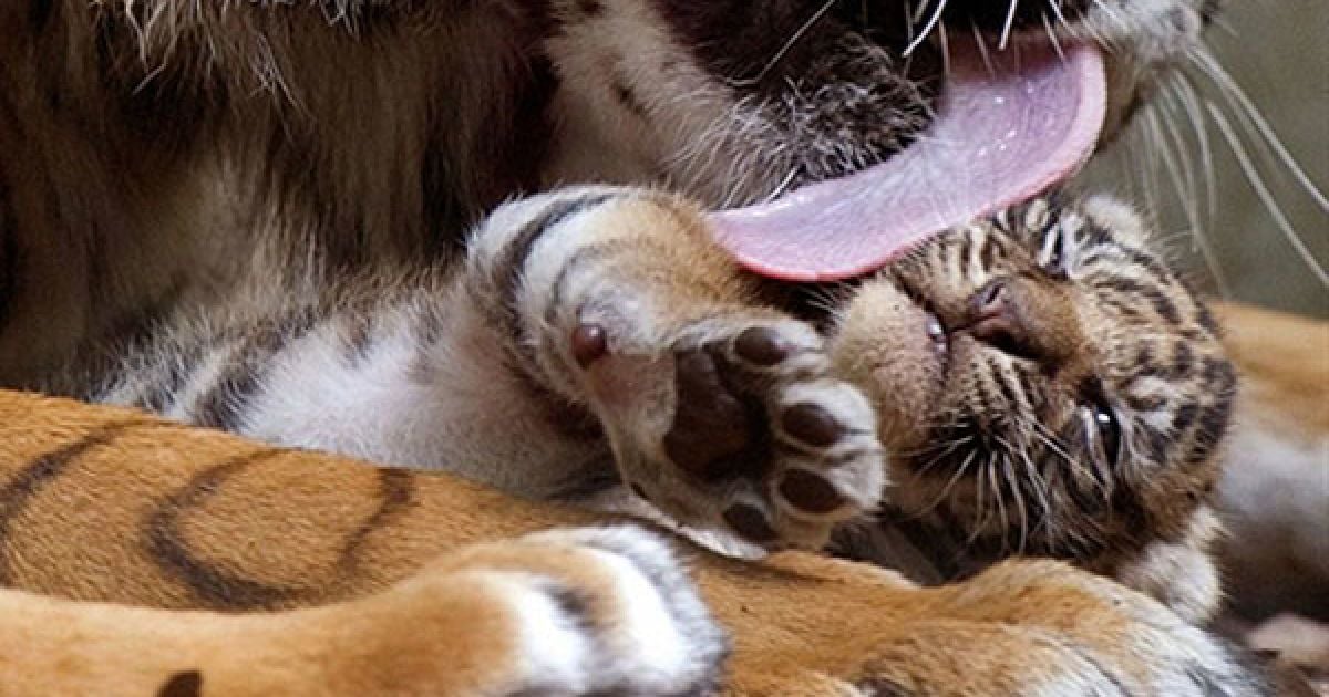 Німеччина, Франкфурт-на-Майні. Суматранська тигриця на прізвисько Мале вилизує своє дитинча в вольєрі зоопарку центрального німецького міста Франкфурт-на-Майні. / © AFP