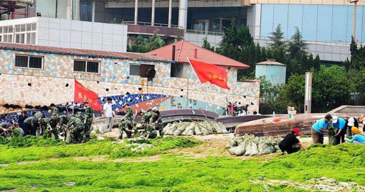 Пляжі китайської провінції на березі Жовтого моря потерпають від нашестя зелених водоростей. / © bigpicture.ru