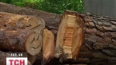 Столичные сосны раздают и рубят