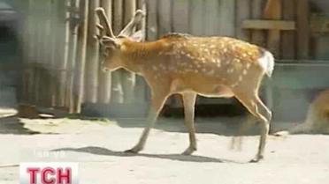 Киевскому зоопарку придется перетерпеть переезд...