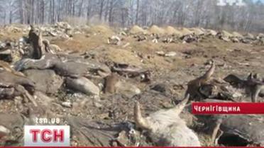 Березовый сок на костях