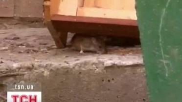 Щурячий бізнес