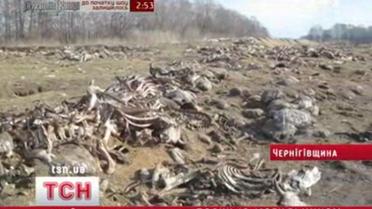 Рядом с могильником