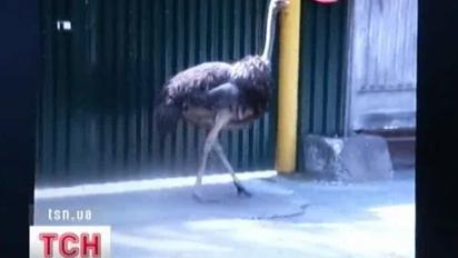 Вулицями Києва сьогодні розгулював страус