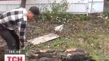 Чупакабра вже подалася із сіл у міста