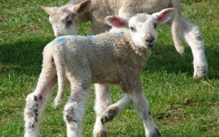В Англії народився баранчик з п'ятьма ніжками