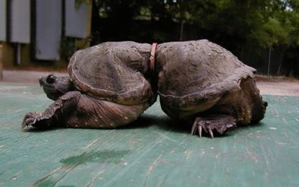 У Тихому океані знайшли черепаху зі "станом як в оси"
