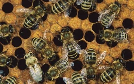 Американець тримав в квартирі три мільйона бджіл