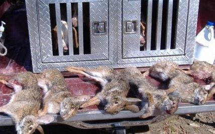 На Буковині від невідомої хвороби масово гинуть зайці