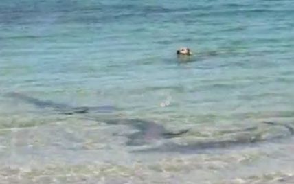 Собака, що покусала акулу, стала зіркою Youtube (відео)