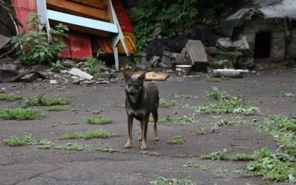 В Одесі бродячі собаки розпороли живіт і відгризли руку бомжу