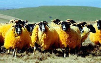 Англійський фермер пофарбував овець в помаранчевий колір