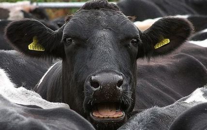 Водій "Жигулів" на повній швидкості врізався в стадо корів: 3 тварини загинули